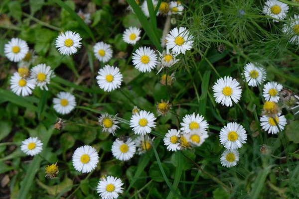 Baharda Bahçede Papatyalar — Stok fotoğraf