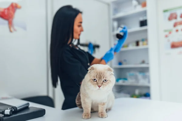 Cute cat at veterinary having medical treatment with young doctor