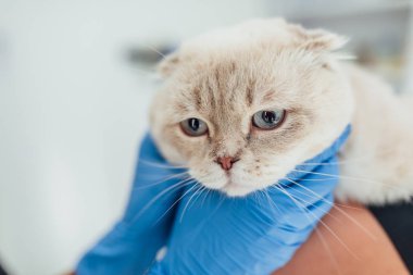 Kabarık gri kedili kadın, seçici odaklı.