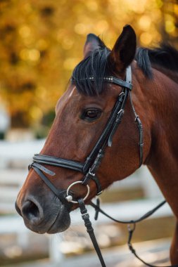 Kahverengi atın portresi, seçici odaklanma