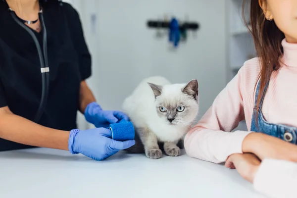 professional veterinarian and girl with cat, selective focus