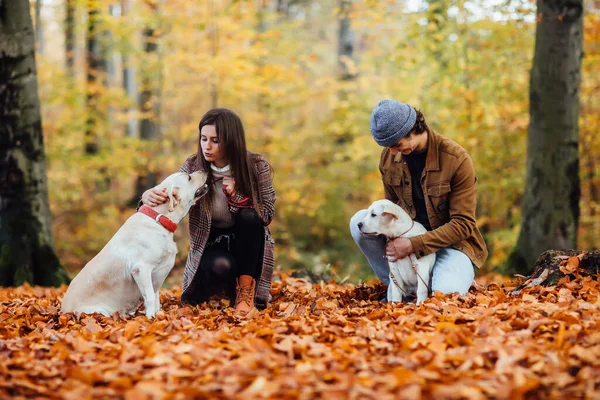 Schönes Paar Und Seine Beiden Goldenen Labradore Spazieren Herbstpark — Stockfoto