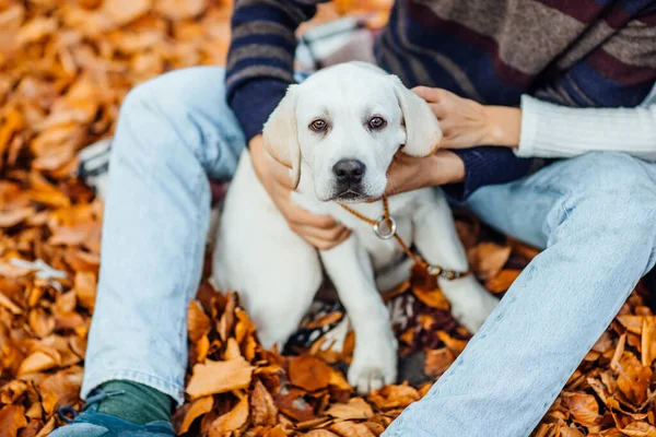 Porträt Des Niedlichen Goldenen Labradors Herbstpark Mit Den Händen Seines — Stockfoto
