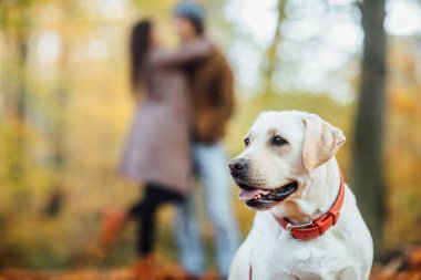 Güz ormanlarında poz veren güzel Golden Retriver 'ın fotoğrafı. Standın arkasında..
