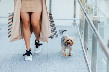 Fotoğrafı kapat. Güzel bir Chihuahua köpeğine odaklan. Bir kadın yürüyor ve alışveriş yapıyor. İndirimli çantalı güzel bir kadın bacağı resmi..