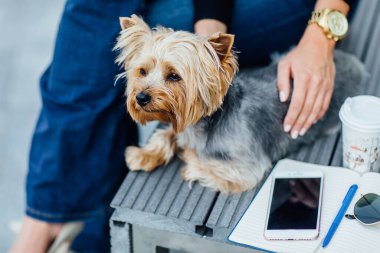 Kürsüde oturan Yorkshire Terrier köpeği portresi, moda konsepti. Kadınıyla. Mola zamanı..