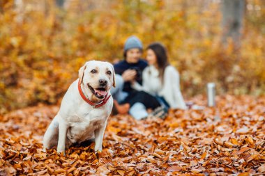 Sonbahar parkında köpek labradoruyla battaniyede oturan genç bir aile..