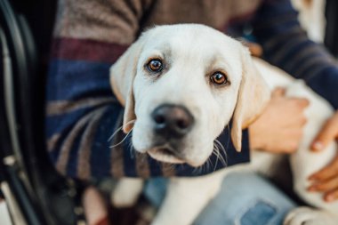 Tatlı Golden Retriver Labrador insan ellerinde..