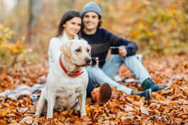 Parktaki çift ve golden retriver labrador, battaniyenin üzerinde oturuyorlar..