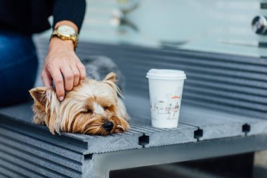 Küçük tapılası Yorkshire Terrier köpeği, evcil hayvan çantasıyla evimizi ve evimizi gezmek için taşıdı. Savunma Bakanlığı bir kadının yanında uyuyor..