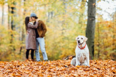Güz ormanında poz veren güzel Golden Retriver 'ın fotoğrafı..