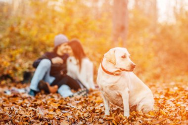 Genç çift içkiyle piknik yapıyor ve altın labradorları parkta.