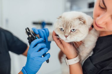 Kedi tırnak törpülüyor. Kedilerin tırnaklarını kesiyorum. Evcil kedilerin pençelerini kesiyorum. Veteriner kliniği zamanı..