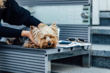 Kürsüde oturan Yorkshire Terrier köpeği portresi, moda konsepti. Kadınıyla. Ara zamanı kavramı.