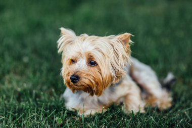 Yorkshire teriyeri köpek yavrusu çimlerin üzerinde yatıyor ve poz veriyor. Şirin Yorkshire Teriyer Köpeği Yard 'da oynuyor, yaz parkında yürüyor.. 