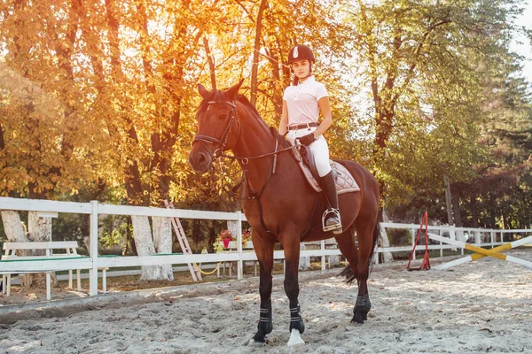 若い騎手の夕日夏茶色の馬に乗る女の子 — ストック写真