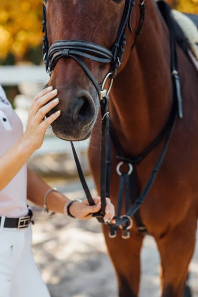 Imagem Cortada Abraçando Com Cavalo Mãos Mulher Ficar Rancho Durante — Fotografia de Stock