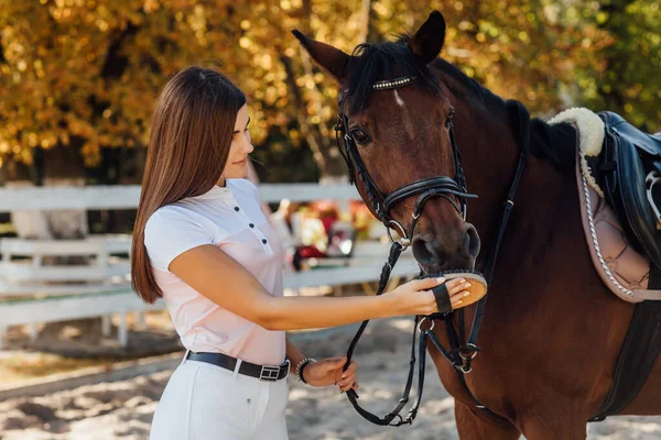 Mulher Jovem Agricultor Penteando Seu Cavalo Conceito Sobre Amor Entre — Fotografia de Stock