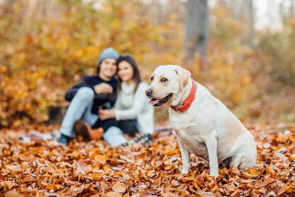Junges Paar Beim Picknick Mit Getränken Und Seinem Goldenen Labrador — Stockfoto