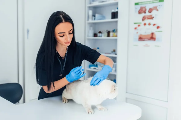 A veterinarian injects a gray cat on the table, a woman doctor. The concept of a veterinary clinic, doctor, animal is sick, vaccination, sterilization, castration.