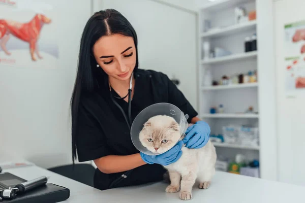 Cute cat at veterinary having medical treatment with young doctor. Lifestyle, medicine for cat concept.