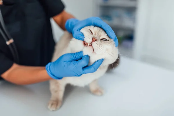 Κτηνίατρος Ελέγχει Δόντια Μια Γάτα Ιατρική Pet Υγειονομική Περίθαλψη Και — Φωτογραφία Αρχείου