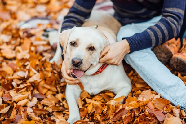 Porträt Des Süßen Goldenen Labradors Sitzt Mit Seiner Besitzerin Herbstpark — Stockfoto