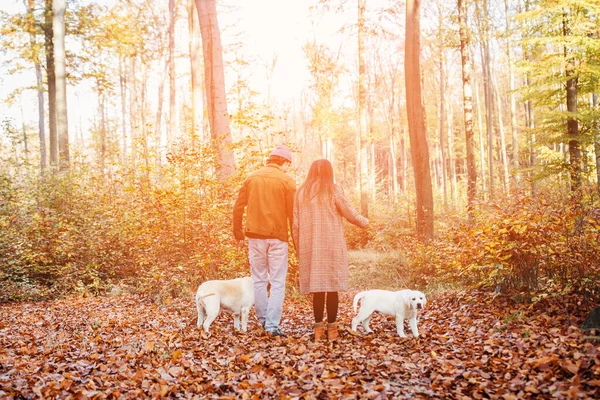 Una Giovane Bella Coppia Loro Labrador Camminano Nel Parco — Foto Stock