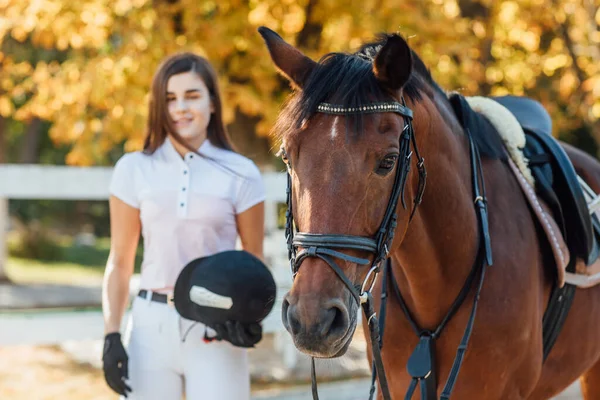 Retrato Belo Cavalo Marrom Esperando Sua Mulher Cavaleiro Conceito Esporte — Fotografia de Stock