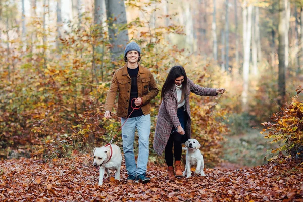 Ein Junges Schönes Paar Und Seine Beiden Goldenen Labradore Spazieren — Stockfoto