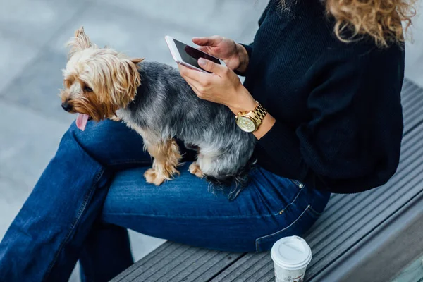 Kapalı fotoğraf, küçük ve şirin Yorkshire Terrier köpeği kadın bacakları üzerinde bankta oturuyor..