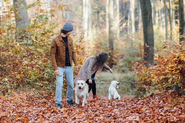 Ein Junges Schönes Paar Und Seine Beiden Goldenen Labradore Spazieren — Stockfoto