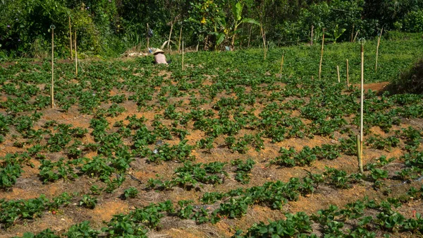 Jordgubbsodlingar Vietnam Dalat Det Finns Bra Väder För Att Odla — Stockfoto