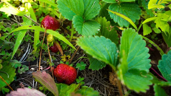 Strawberry Plantations Vietnam City Dalat Good Weather Growing Strawberries — Stock Photo, Image