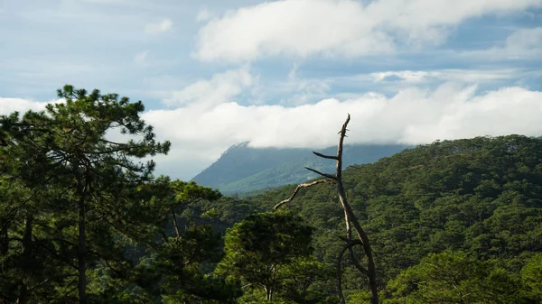 Vietnam Daki Dalat Şehrinin Ufuk Çizgisine Kadar Ormanlarla Kaplı Dağ — Stok fotoğraf