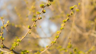 Genç yeşil yaprakları ve çiçekleri olan bir ağaç dalı. Bahar kavramı, büyüme ve uyanış.