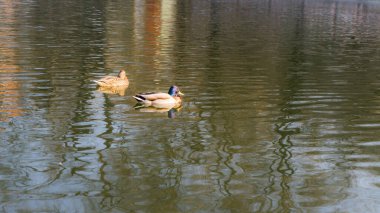 Güneşli parkta birlikte yüzen iki ördek. Vahşi hayvanlar konsepti..