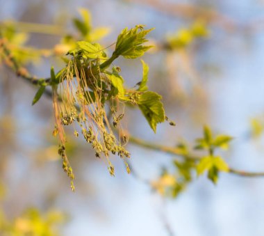 Genç yeşil yaprakları ve çiçekleri olan bir ağaç dalı. Bahar kavramı, büyüme ve uyanış.