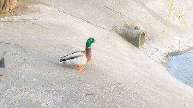 Parkta göl kenarında yürüyen vahşi, güzel ördek. Vahşi hayvan konsepti