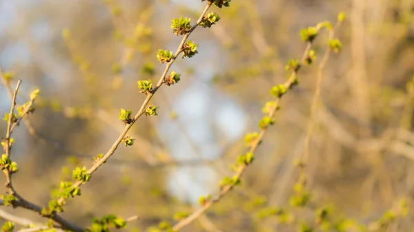 Gałąź Drzewa Młodymi Zielonymi Liśćmi Kwiatami Pojęcie Wiosny Wzrostu Przebudzenia — Zdjęcie stockowe