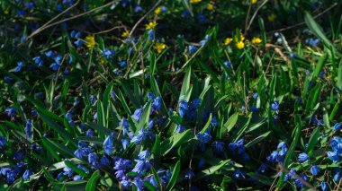 Baharın erken saatlerinde mavi kar damlaları ve bahçede sarı küçük çiçekler. Güzel kar damlaları.