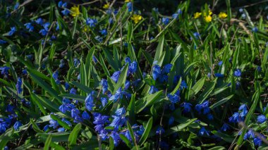 Baharın erken saatlerinde mavi kar damlaları ve bahçede sarı küçük çiçekler. Güzel kar damlaları.
