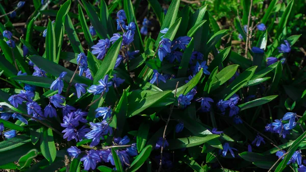Wczesna Wiosna Kwiaty Niebieskie Krople Śniegu Żółte Małe Kwiaty Podwórku — Zdjęcie stockowe