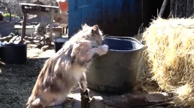 Çok renkli, güzel bir çiftlik kedisi pipetin yanındaki büyük kovadan su içiyor. Çiftlik hayvanı hayatı. Köydeki sevimli kedi su içiyor..