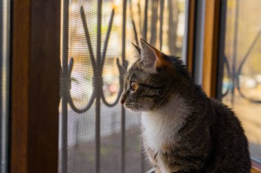 Üzgün ve yalnız kedi pencerede oturup dışarıya bakıyor. Evde izole edilmiş çok renkli kedi sokağa bakıyor ve dışarıda yürümeyi özlüyor. Evde, online randevuda ya da karantina konseptinde kalın..