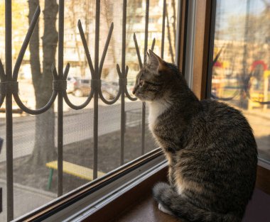 Üzgün ve yalnız kedi pencerede oturup dışarıya bakıyor. Evde izole edilmiş çok renkli kedi sokağa bakıyor ve dışarıda yürümeyi özlüyor. Evde, online randevuda ya da karantina konseptinde kalın..