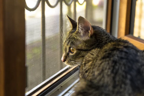 Сумний Самотній Кіт Сидить Вікні Дивиться Вулицю Різнокольоровий Кіт Ізольований — стокове фото