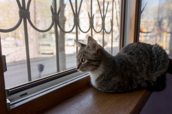 Sad and lonely cat sitting on window and looking outside .Multicolored cat isolated at home looks at the street and misses walking outside.Stay at home ,online date or quarantine concept.