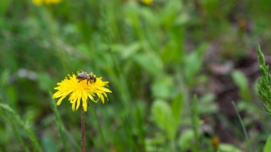 Baharda (yaz) arka planda arı olan sarı çiçek. Güneşli bahar bahçesinde arılarla izole edilmiş bir hava topu