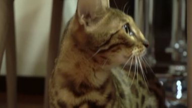 güzel genç kedi seyir vasıl belgili tanımlık yan